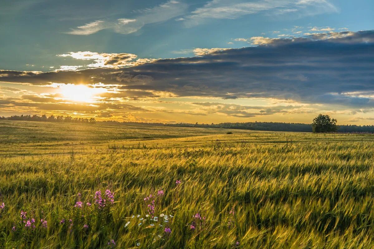 Поле фото hd Я люблю тебя, Россия! (Наталья Хабибова) / Проза.ру