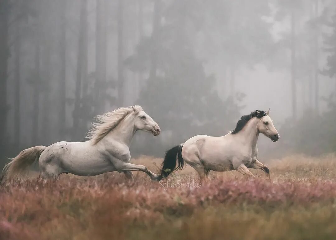 Поле где скачут кони фото Pin on horses