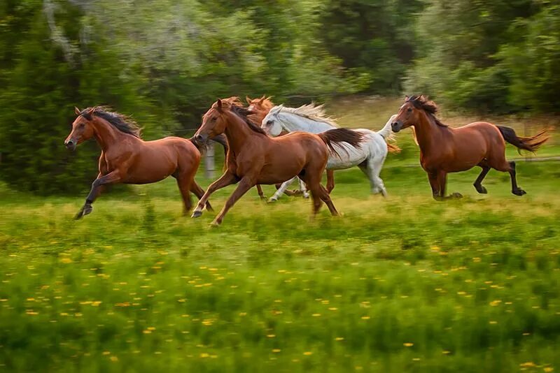 Поле где скачут кони фото Five Galloping Horses Horses, Horse background, Beautiful horses