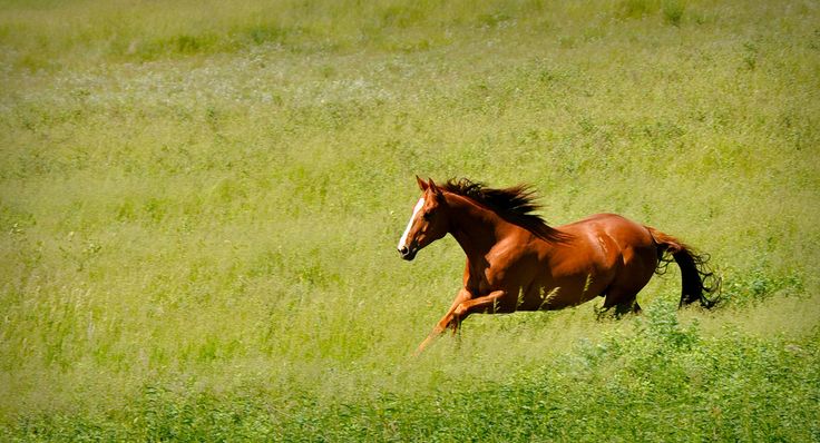 Поле где скачут кони фото Horse Heaven