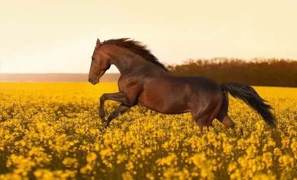 Поле где скачут кони фото Spring Horse Изображения: просматривайте стоковые фотографии, векторные изображе