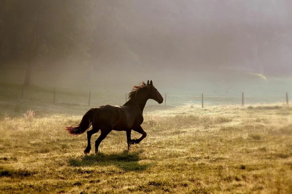 Поле где скачут кони фото Ninbra Horses, Horse care, Horse crazy