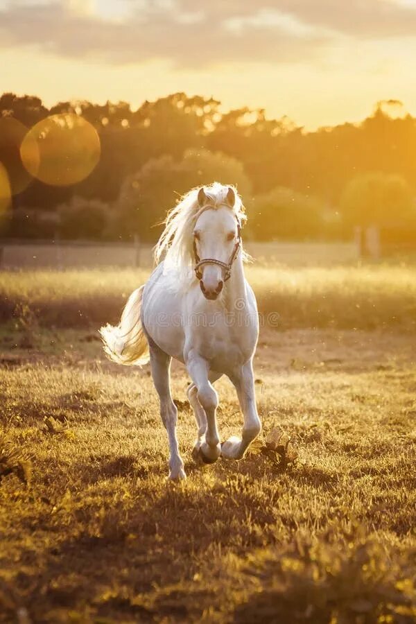 Поле где скачут кони фото White Horse Runs Gallop on the Field in Sunset Stock Image - Image of purebred, 