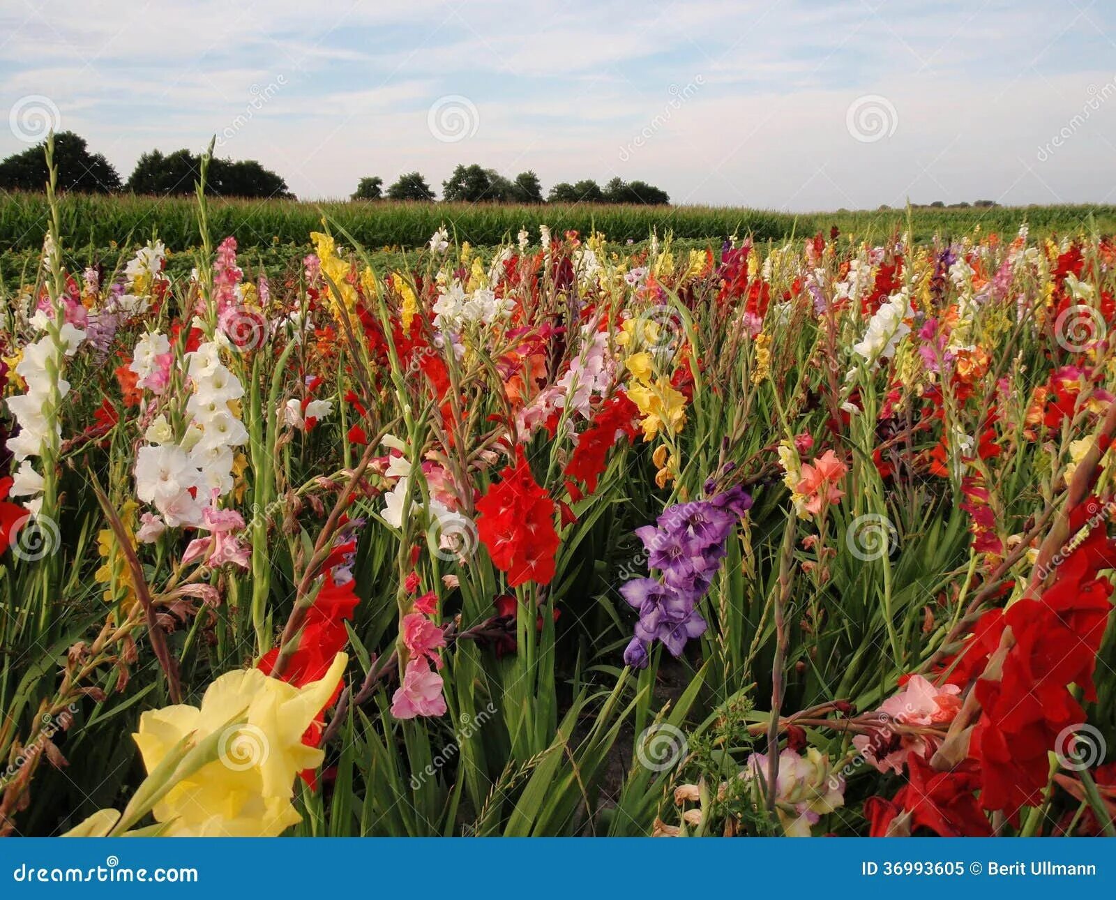 Поле гладиолусов фото Gladiolus stock image. Image of gladiolus, green, blooming - 36993605