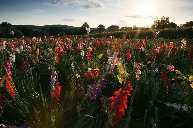 Поле гладиолусов фото field of gladioli Farmers market flowers, Gladiolus, Garden gazebo