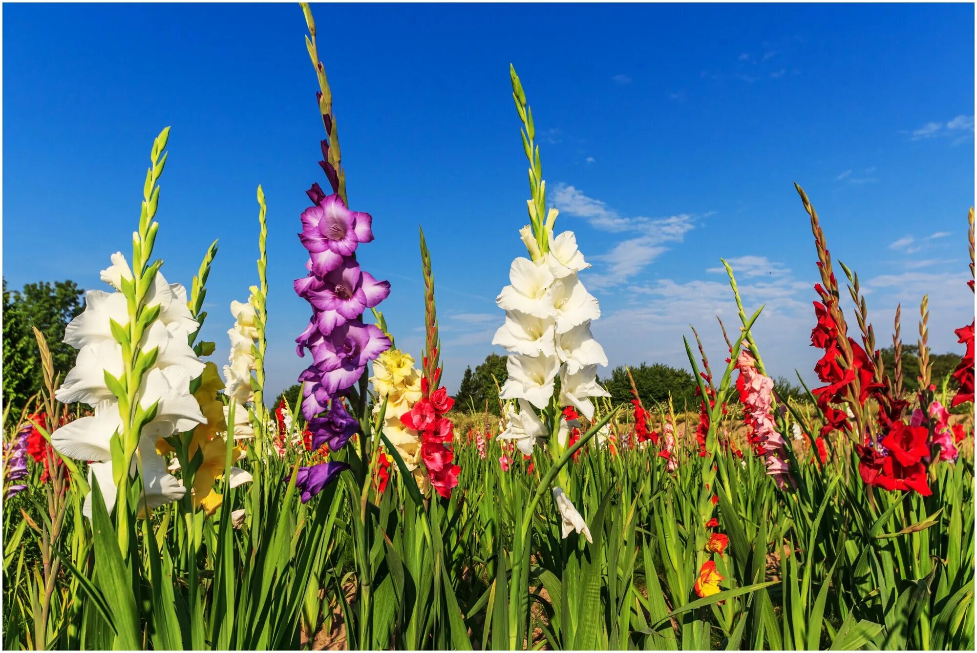 Поле гладиолусов фото Pin by Lucia Magrì on case Gladiolus flower meaning, Gladiolus flower, Flower me