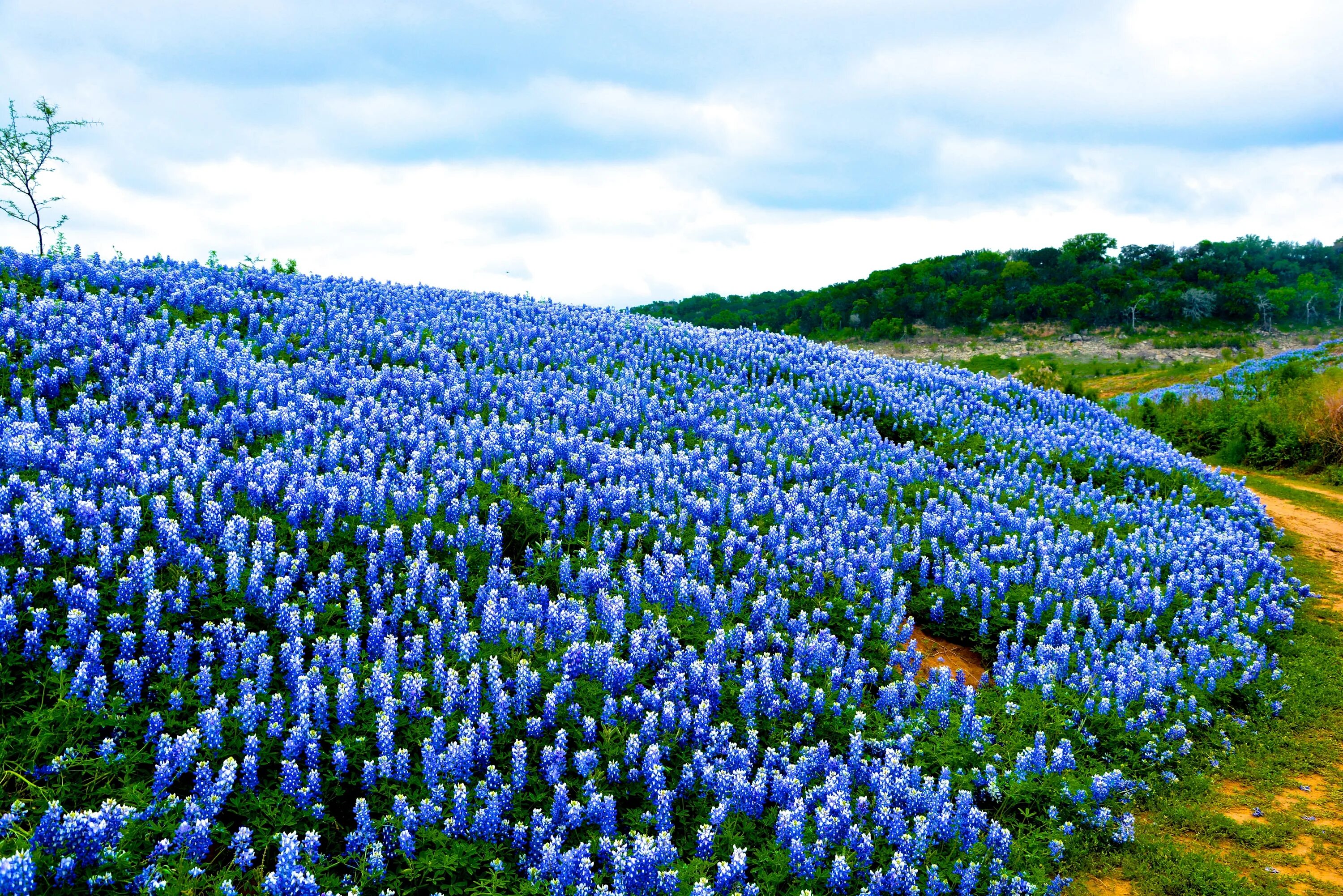 Поле голубых цветов фото Free Images : field, meadow, flower, wildflower, bluebonnet, lupin, flowering pl