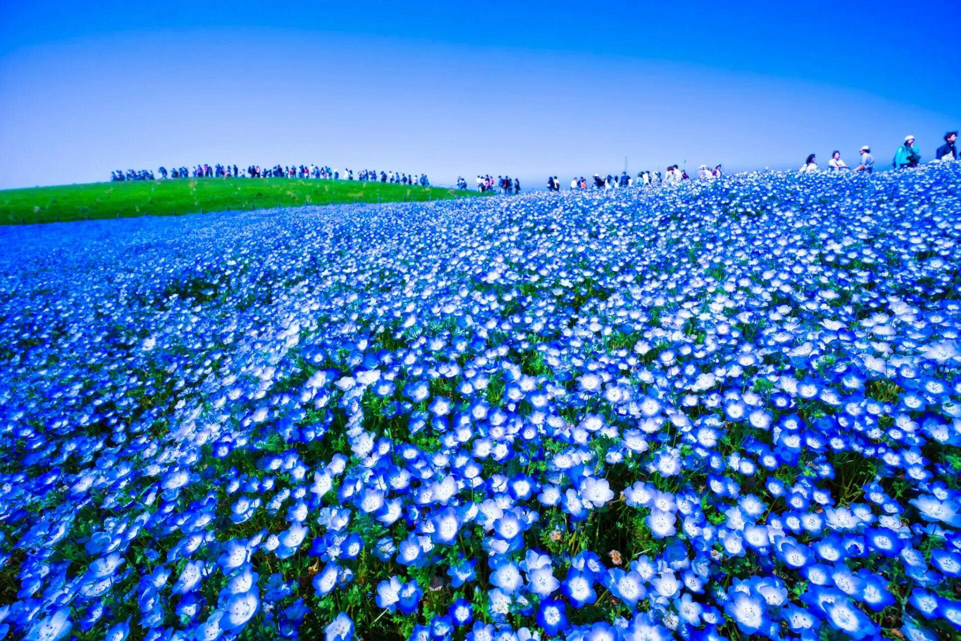 Поле голубых цветов фото Hitachi Seaside Park - Stunning Floral Wonderland