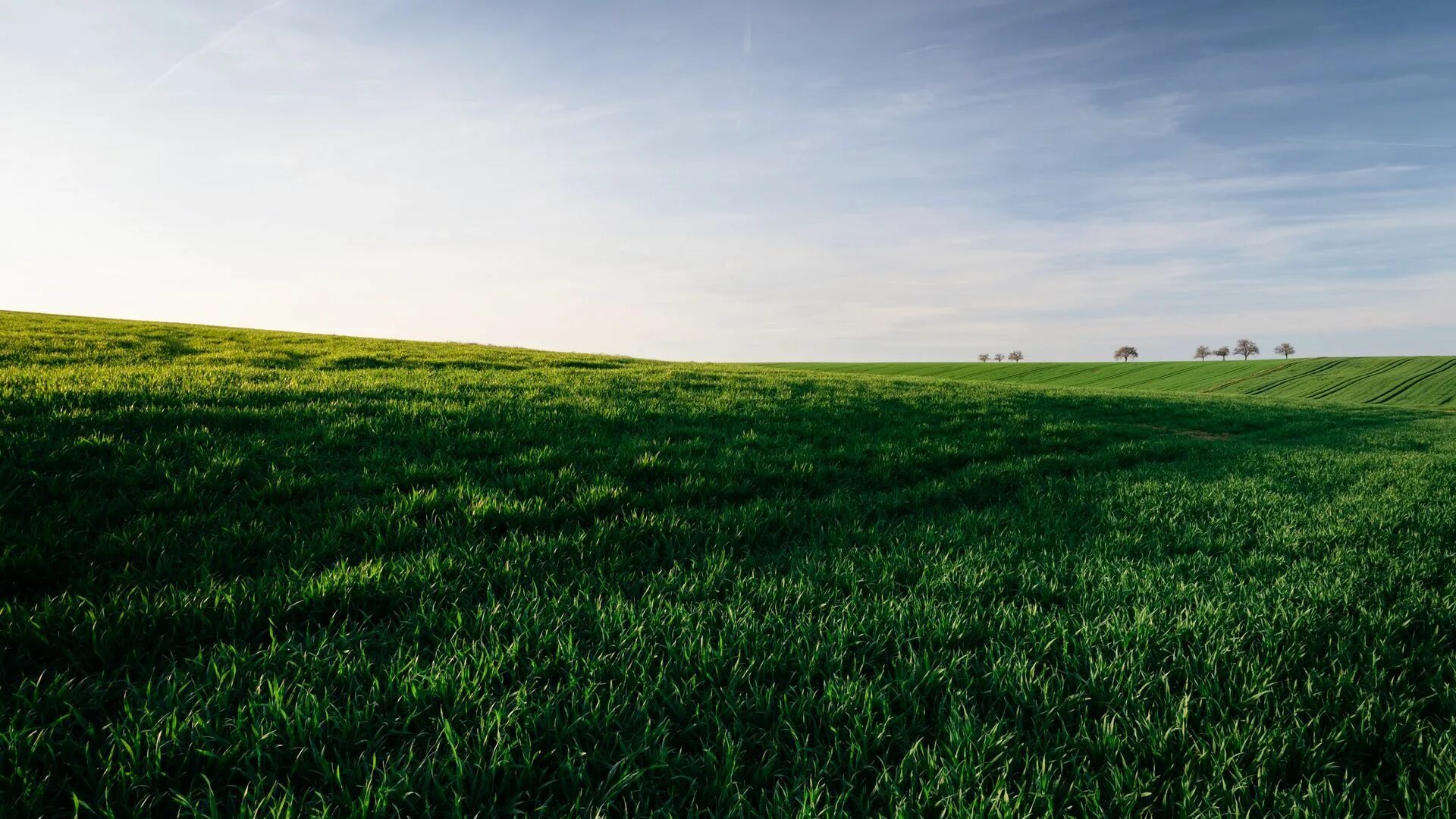 Поле горизонт фото Wallpaper sky green grasses horizon field Field wallpaper, Green grass, Dark wal