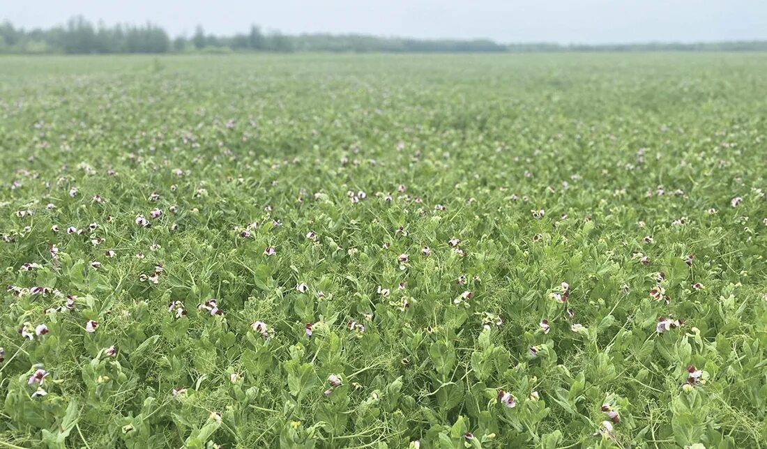 Pea Beans on Plants, in the Field, Against a Background of Pure Sunny Sky Stock 