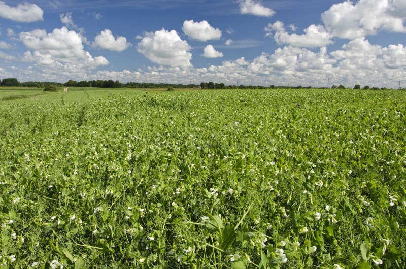 Поле гороха фото Summer Agriculture Landscape with Clouds Stock Photo - Image of country, agricul