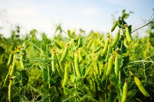 Поле гороха фото Bean Field Изображения: просматривайте стоковые фотографии, векторные изображени