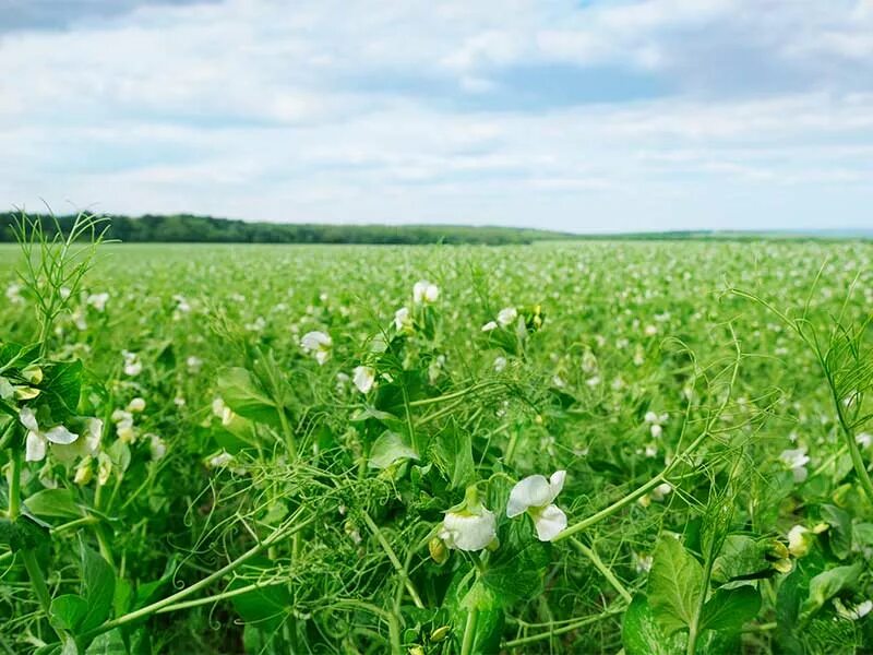 Поле гороха фото Roquette joins collaborative R&D project to help advance Canada’s plant protein 