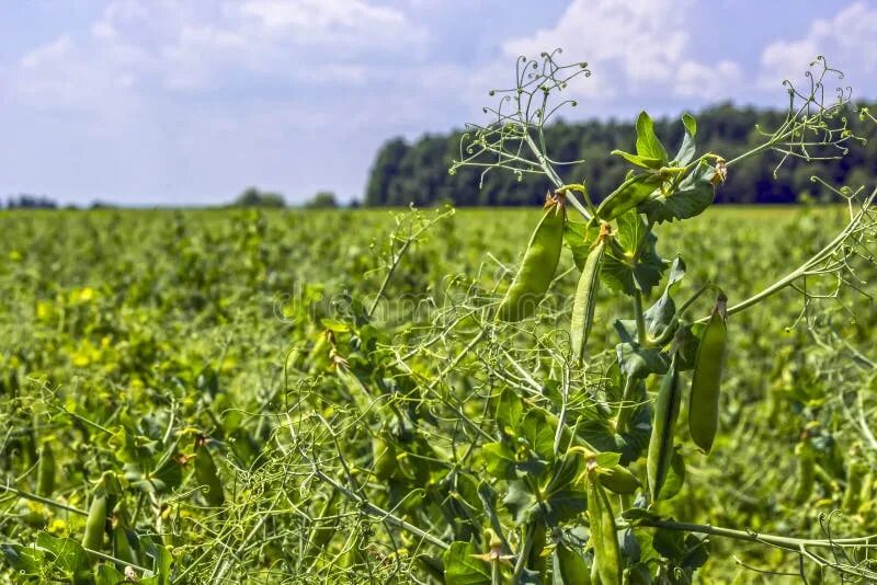 Поле гороха фото Pea Beans on Plants, in the Field, Against a Background of Pure Sunny Sky Stock 