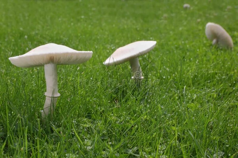 Поле грибов фото White Mushrooms on Lawn stock image. Image of mushroom - 33797109