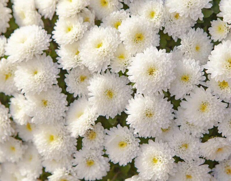 Поле хризантем фото 1,031 Chrysanth стоковые фото - бесплатные и стоковые фото RF от Dreamstime