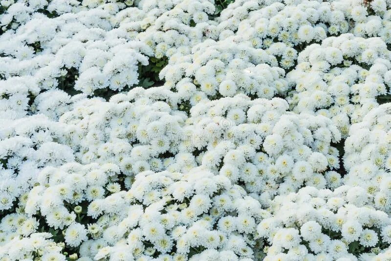 Поле хризантем фото Beautiful White Chrysanthemum Blooming in the Garden Stock Photo - Image of amaz