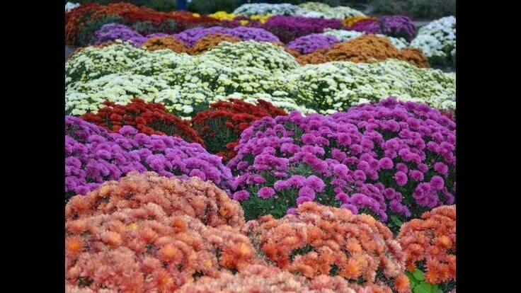 Поле хризантем фото Awesome and Pretty Chrysanthemum Flowers Japan's national flower