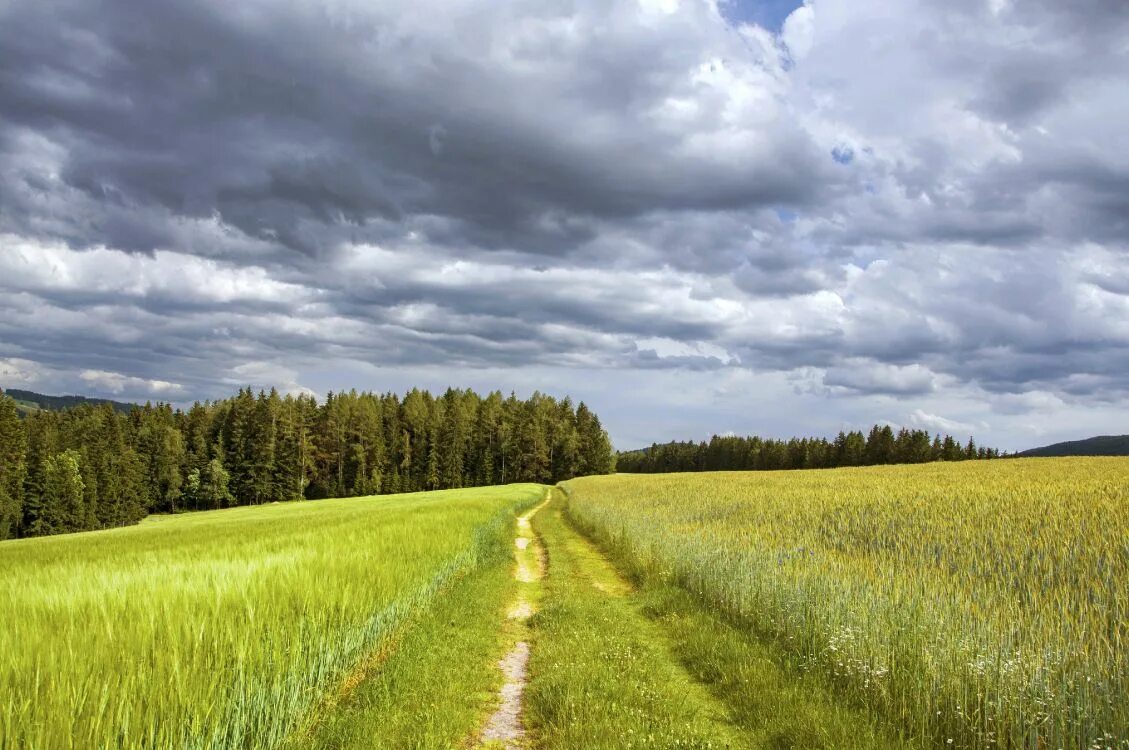 Поле и лес фото Kostenlose Hintergrundbilder Tagsüber Grüne Wiese Unter Bewölktem Himmel, Bilder