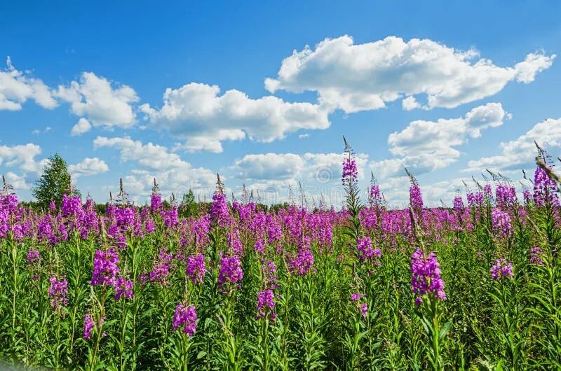 Поле иван чая фото Field Growing on it Ivan Tea Stock Image - Image of floral, health: 93745757