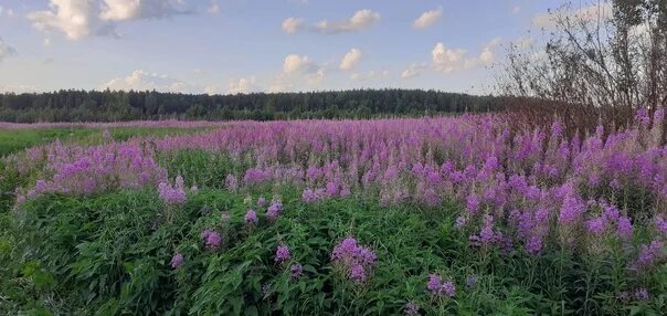 Поле иван чая фото Фотографии на стене сообщества - Фотография 2 из 80 ВКонтакте