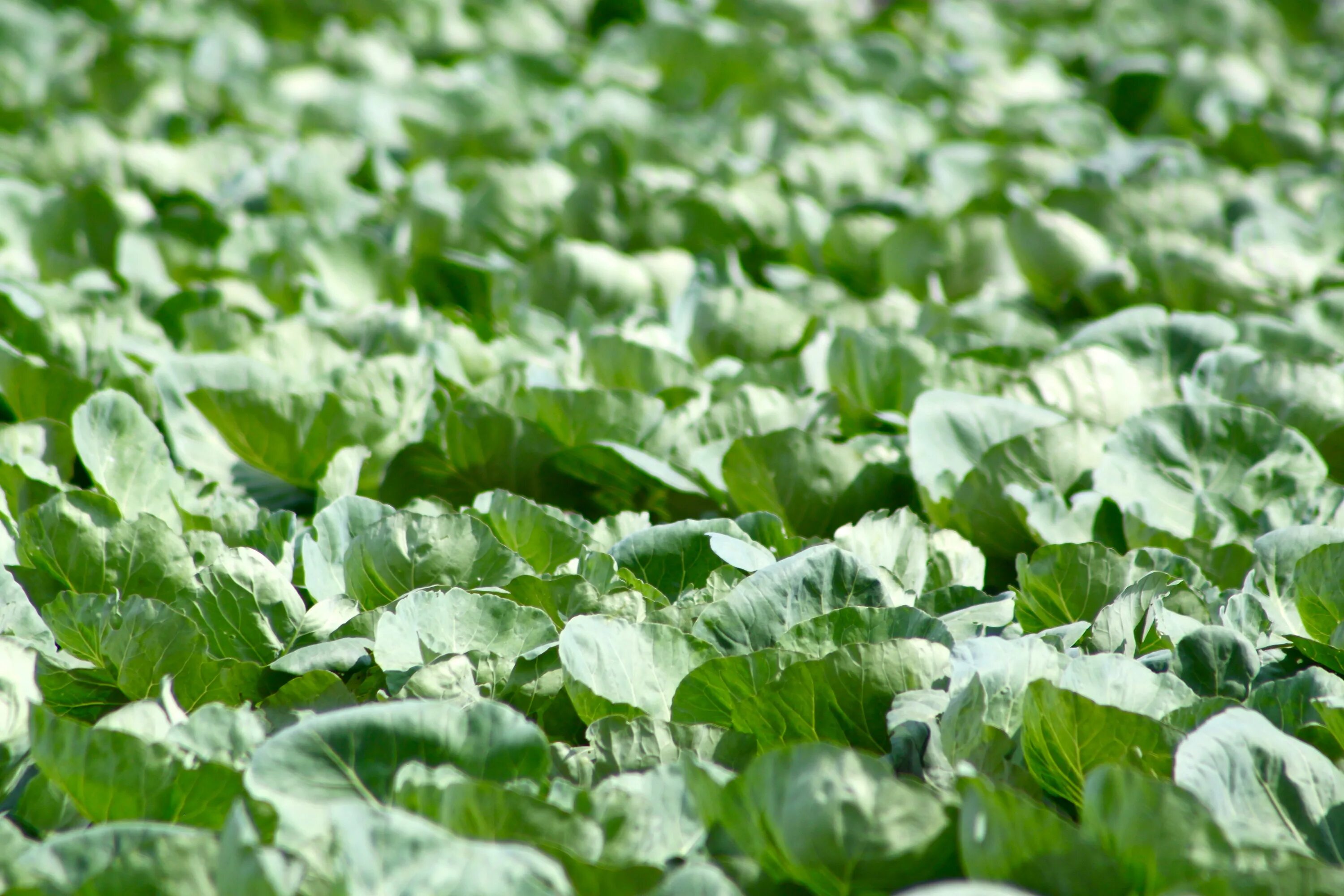 Поле капуста фото Cabbage Farm close-up on blurred background free image download