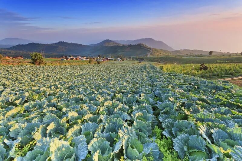 Поле капуста фото Cabbage field stock image. Image of soil, field, plant - 30585661