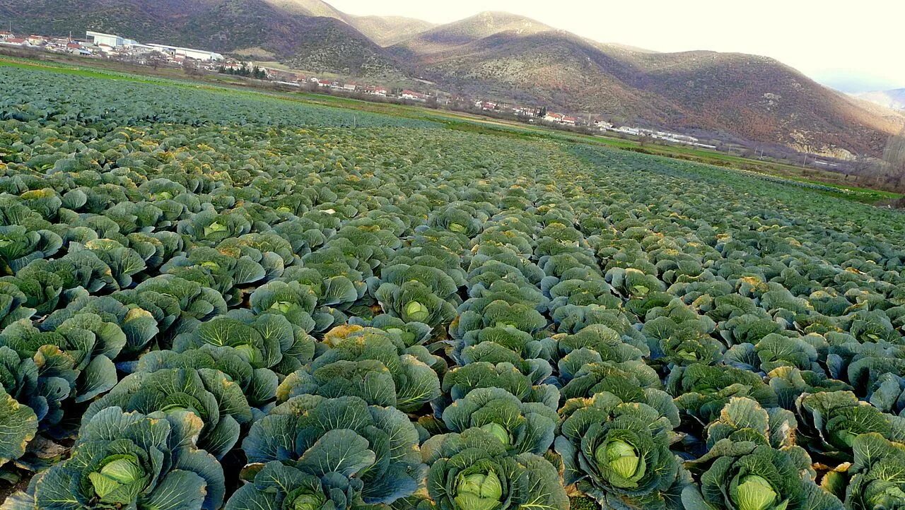 Поле капуста фото Cabbage in Dojran, Macedonia Easy vegetables to grow, Growing vegetables, Types 