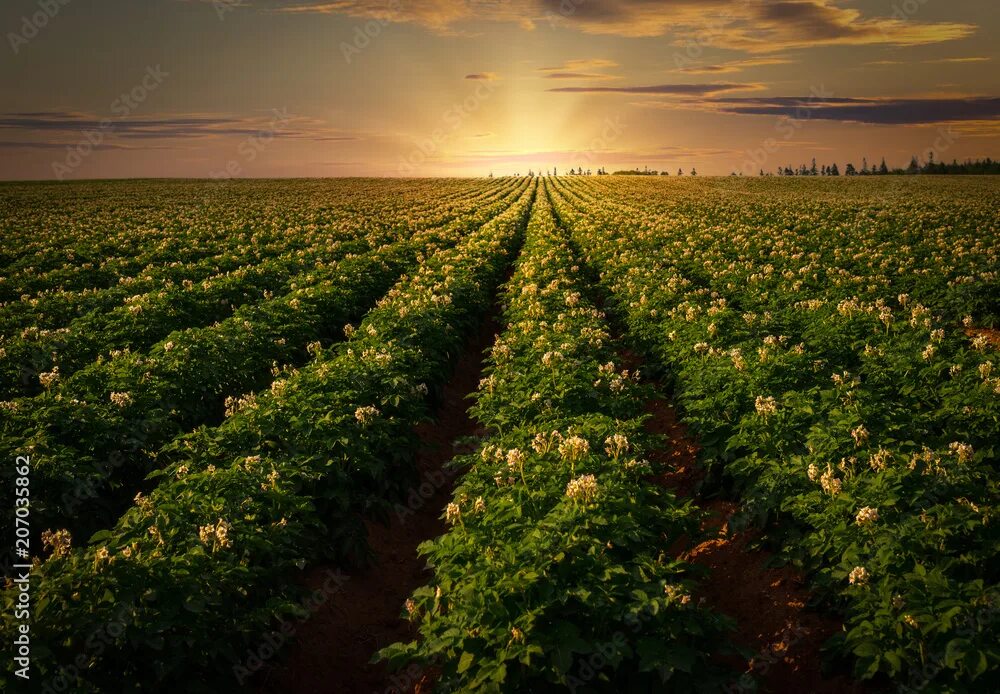 Поле картофеля фото Sunset over a potato field in rural Prince Edward Island, Canada. фотография Sto