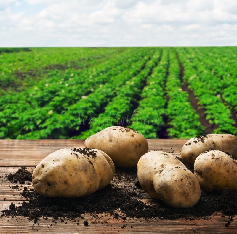 Поле картофеля фото Seedling potatoes stock image. Image of ground, potatoes - 68448553