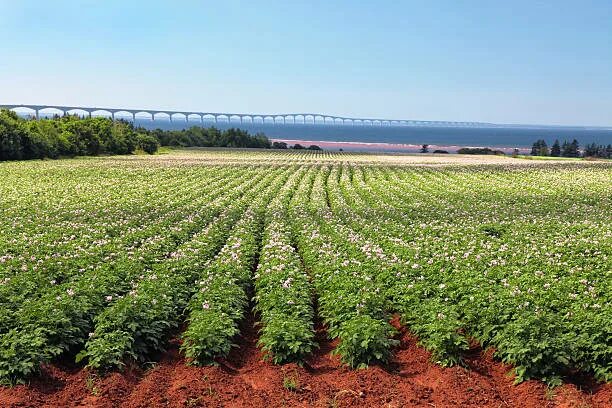 Поле картофеля фото Более 18 000 работ на тему "Potato Growing Field Pictures": стоковые фото, карти