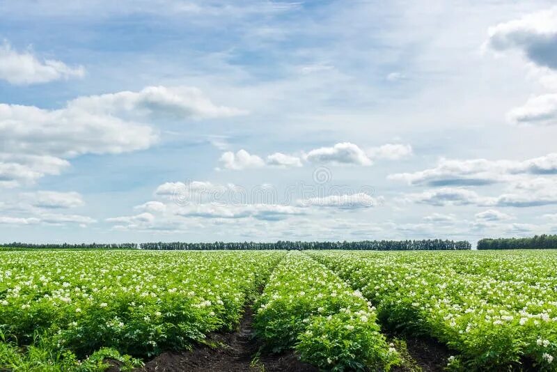 Поле картошки фото 2,798 Potato Fields Stock Photos - Free & Royalty-Free Stock Photos from Dreamst