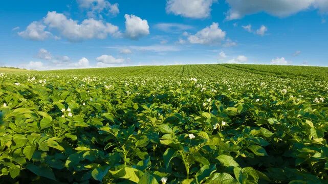 Поле картошки фото Potato Field Изображения: просматривайте стоковые фотографии, векторные изображе