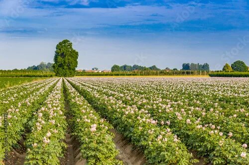 Поле картошки фото potato fields фотография Stock Adobe Stock