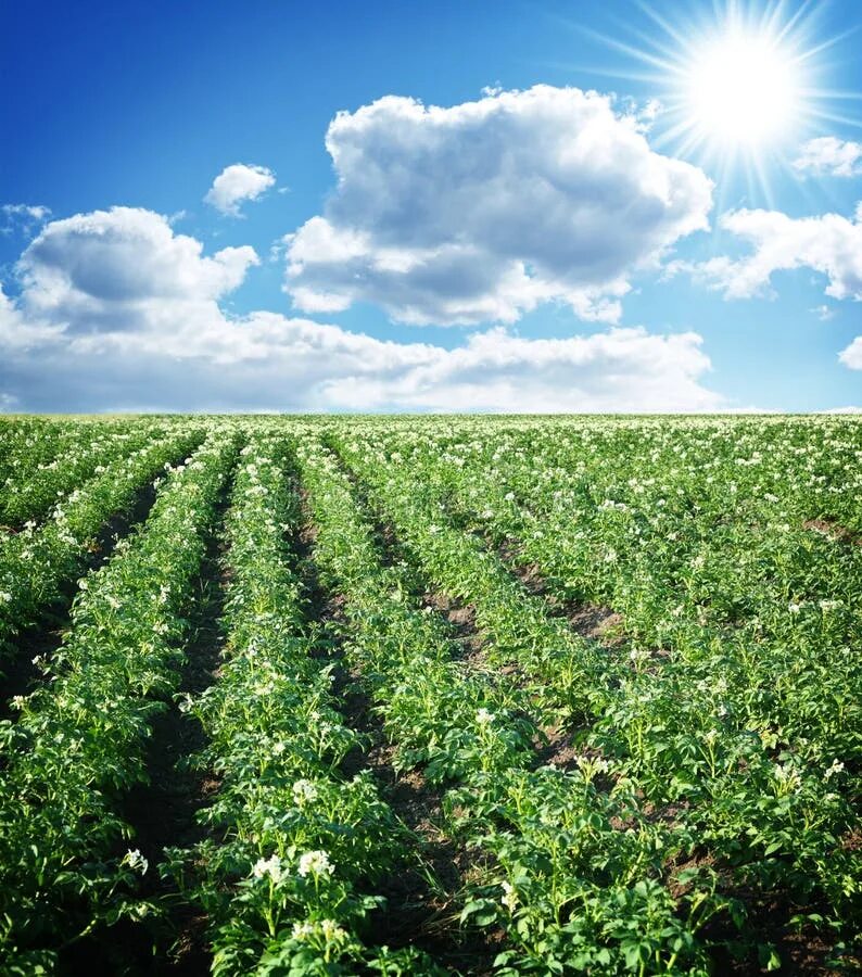 Поле картошки фото Potato field stock image. Image of farm, field, lush - 21720029