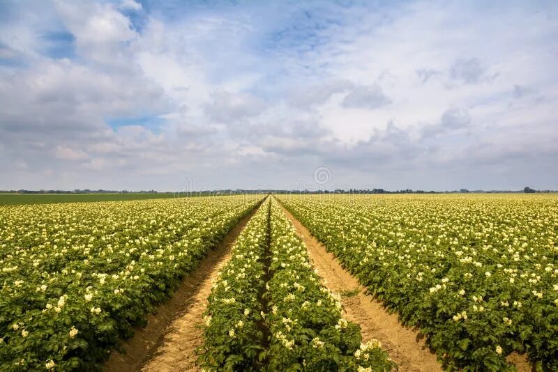 Поле картошки фото 7,636 Potato Sky Stock Photos - Free & Royalty-Free Stock Photos from Dreamstime