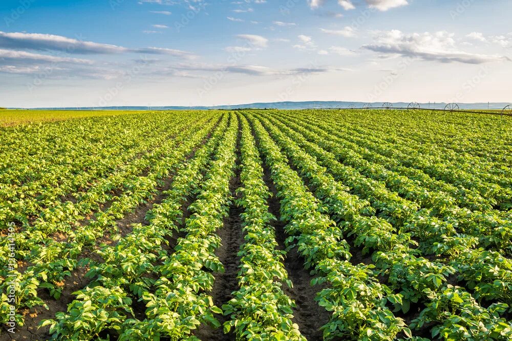 Поле картошки фото Green field of potato crops in a row фотография Stock Adobe Stock