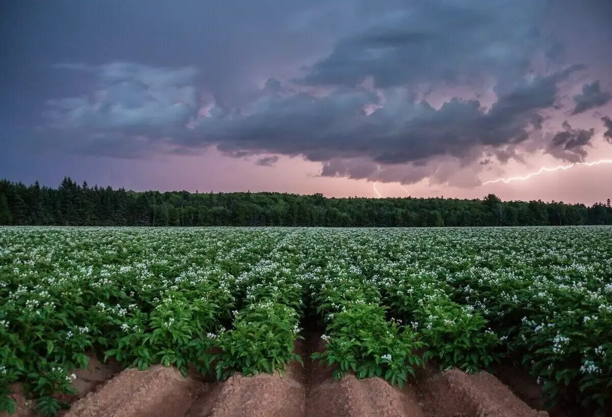 Поле картошки фото FruitNews - Лента новостей