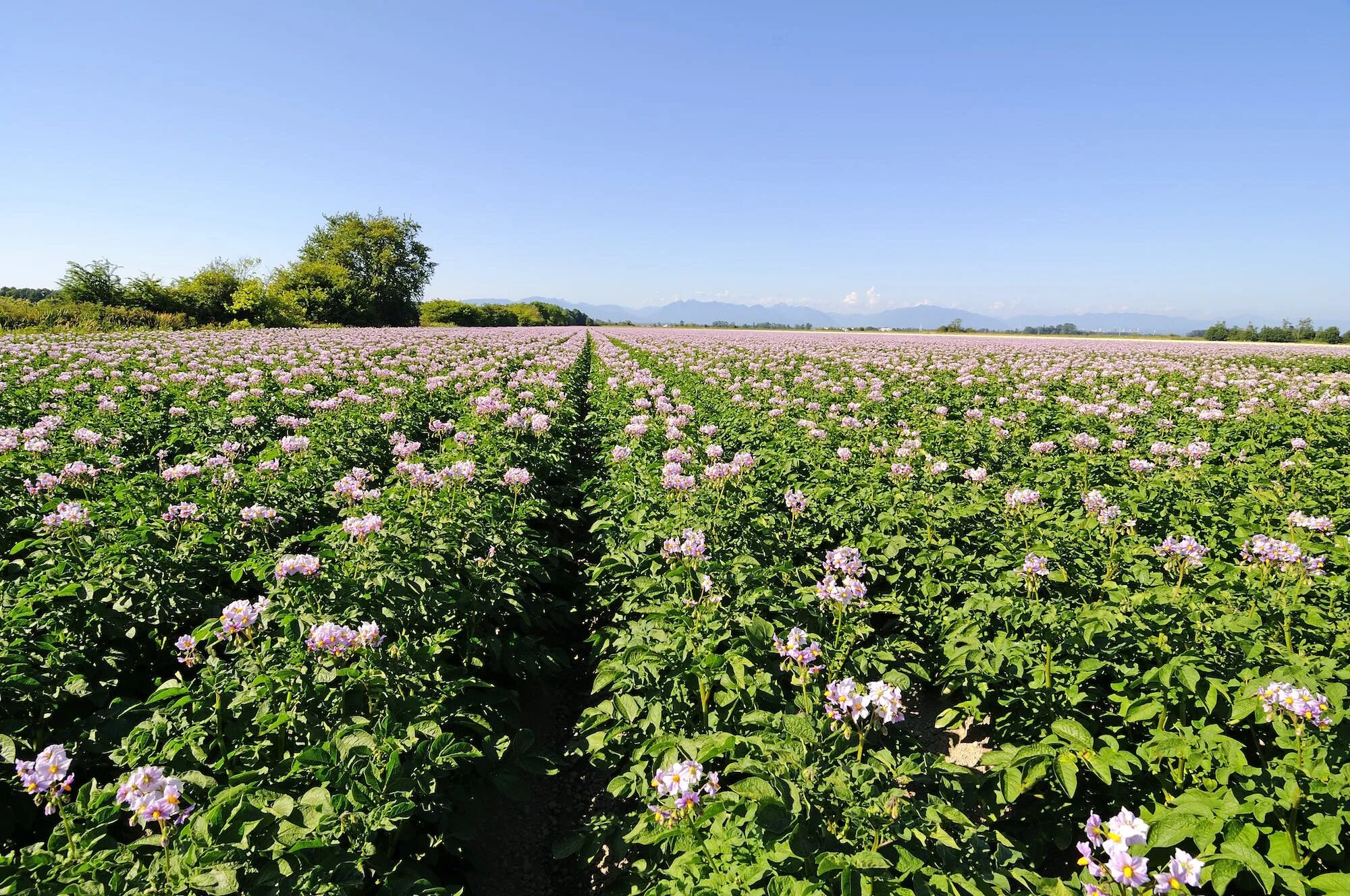 Поле картошки фото Potato growers can use AI to monitor and predict potato nutrition in real time