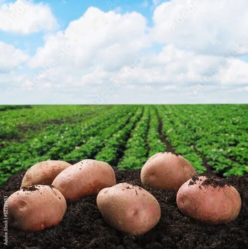 Поле картошки фото harvesting potatoes on the ground фотография Stock Adobe Stock