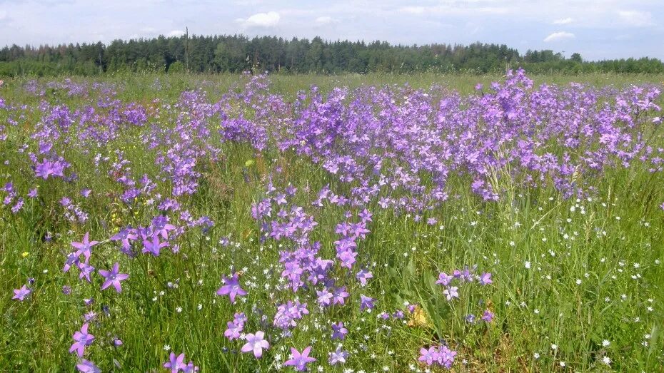 Поле колокольчиков фото Колокольчик раскидистый (Campanula patula L.