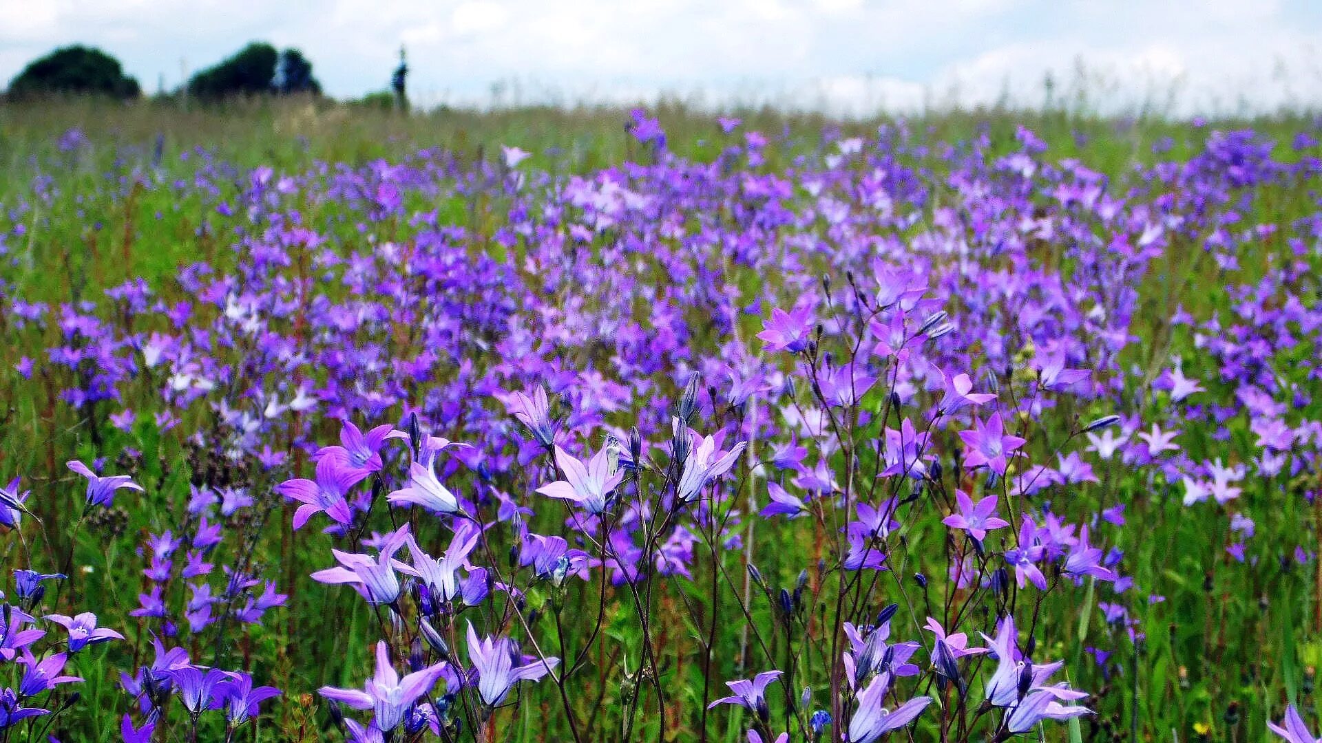 Поле колокольчиков фото Landscape Photography - A sea of flowers! - Steemit