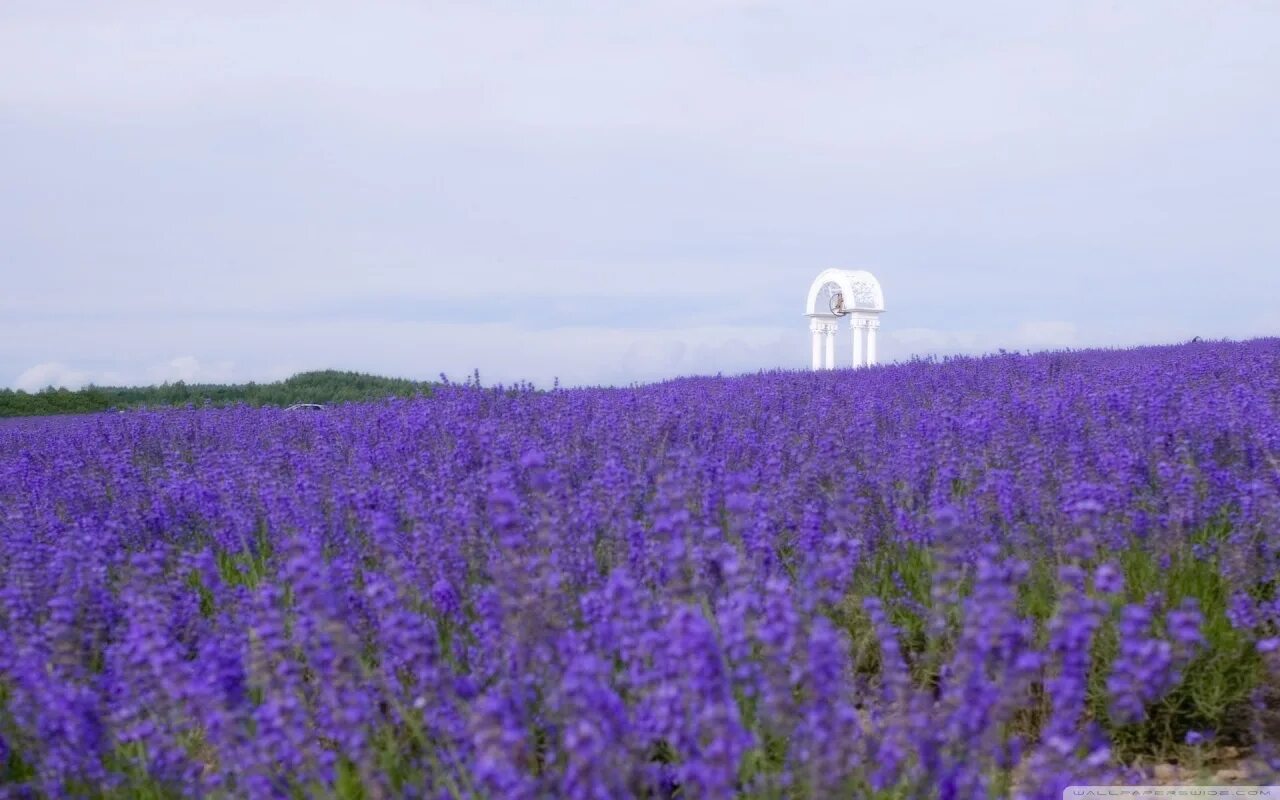 Поле колокольчиков фото Field Of Wildflowers 17 Ultra HD Desktop Background Wallpaper for 4K UHD TV : Wi