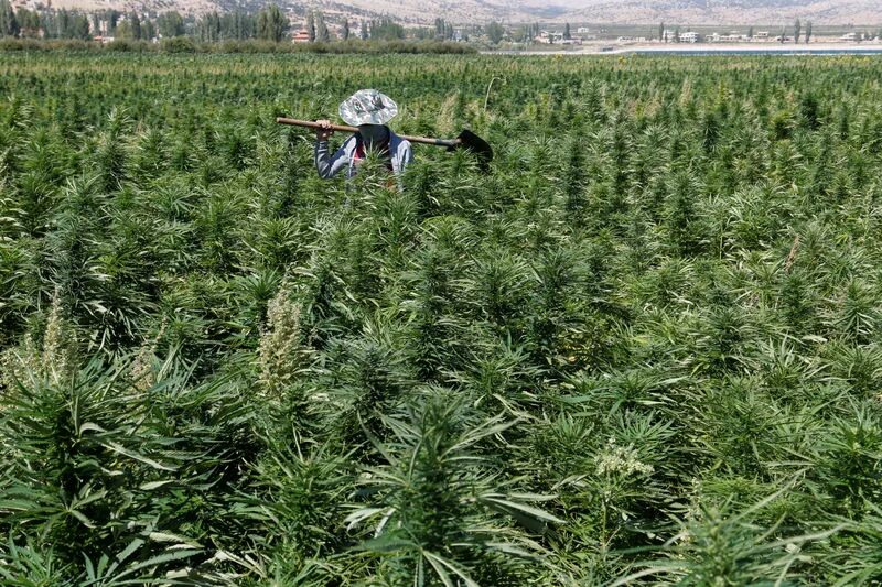 Поле конопли фото Lebanese cannabis farmers hope legalization may bring amnesty By Reuters