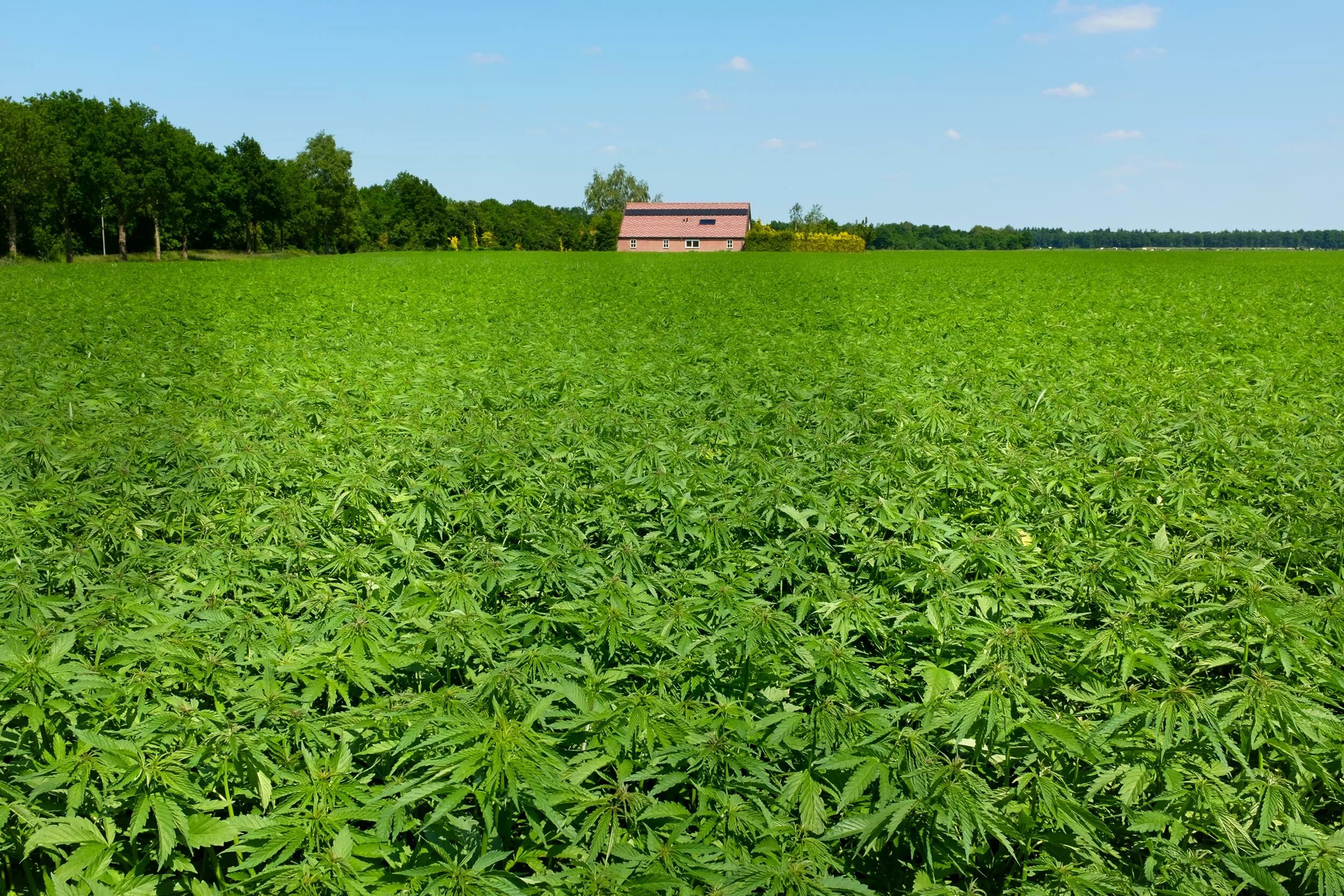 Поле конопли фото Can Hemp Bring Back the Economy in Appalachian Virginia? UVA Today