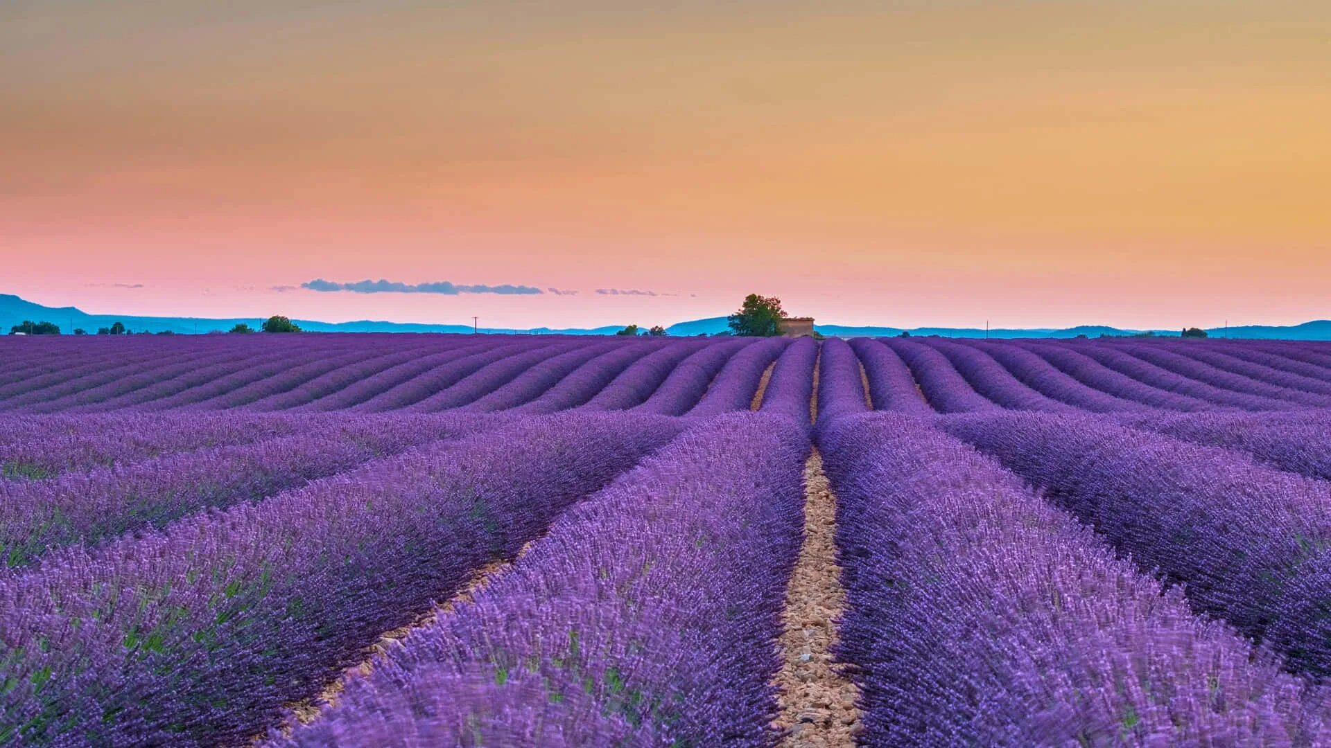 Поле лаванды фото Download Lavender Fields At Sunset In Paris Wallpaper Wallpapers.com