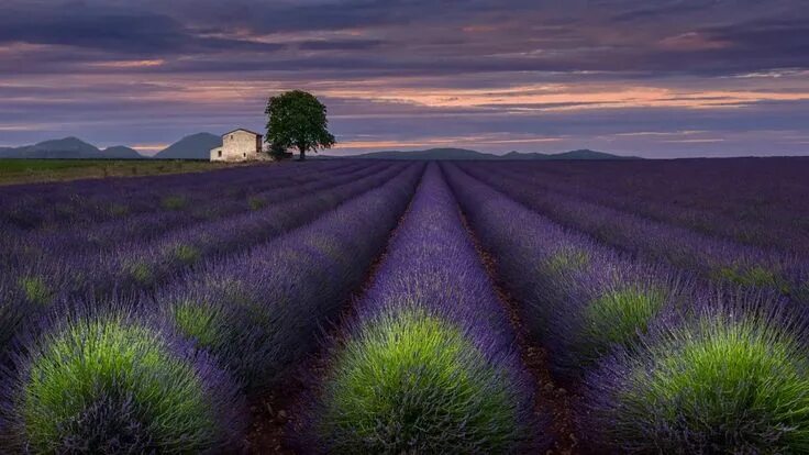 Поле лаванды фото One Evening in Provence 1920 × 1080 : wallpaper Landscape, Landscape photography