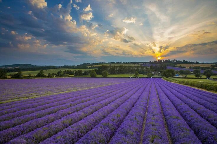 Поле лаванды фото Pin on flora Lavender farm, Lavender fields, Places to see