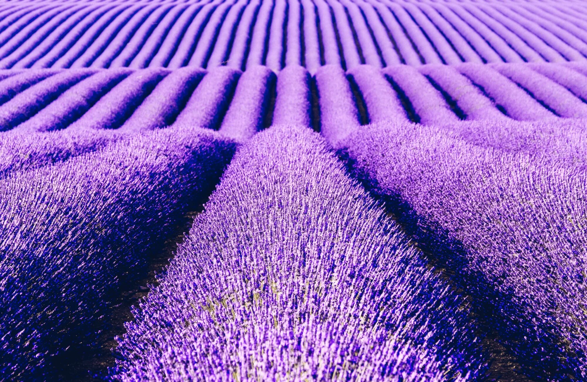 Поле лаванды фото Best Places to See Lavender in Provence Omio