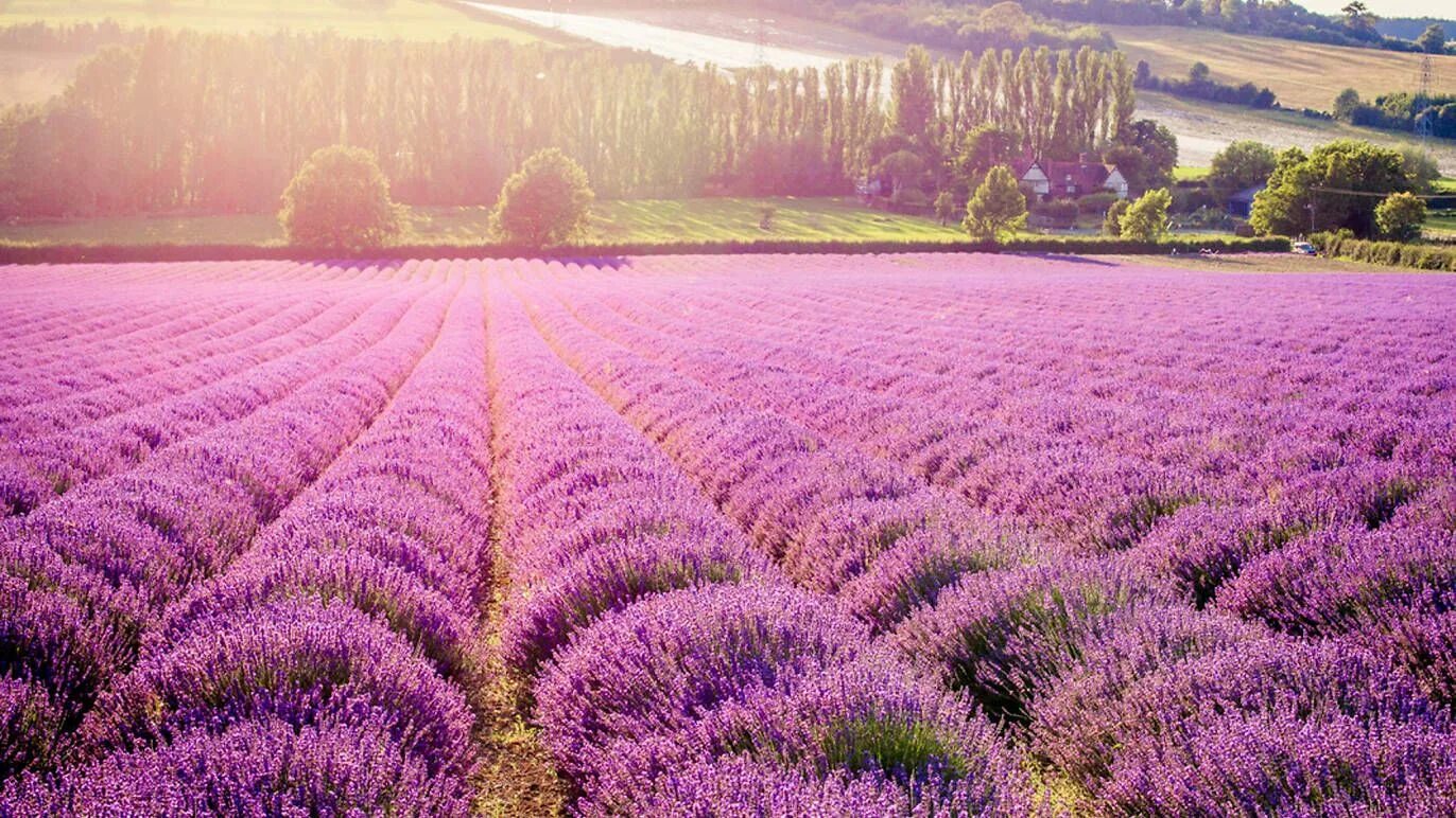 Поле лаванды фото хорошего 6 Lovely Lavender Fields in London